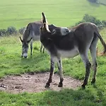 Reinskopf In Der Eifel *