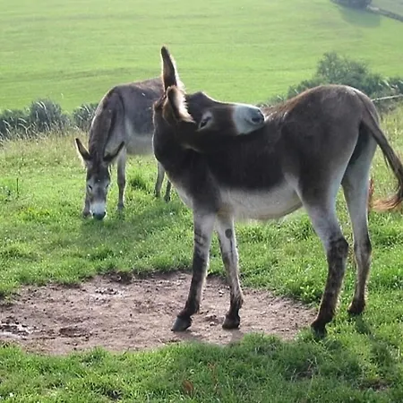 Reinskopf In Der Eifel *