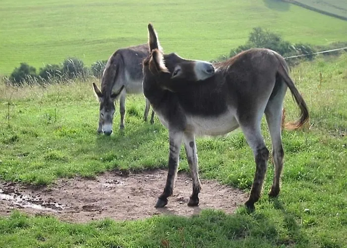 Reinskopf In Der Eifel *