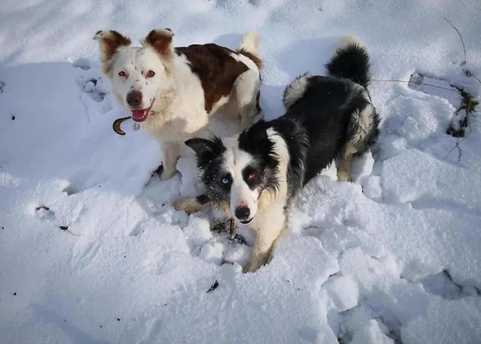 Reinskopf In Der Eifel